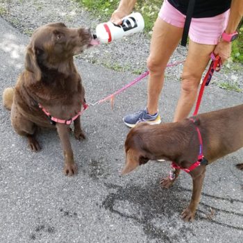 Two brown dogs drinking water from a bottle held by a person.