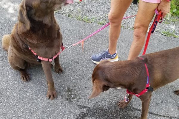 Two brown dogs drinking water from a bottle held by a person.